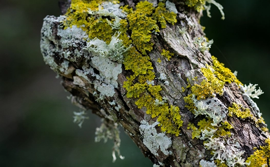 lichens vert